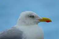 136406