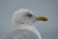 136408