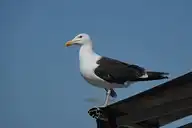 136416