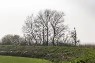 136441