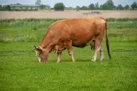137584