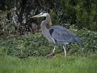 137596