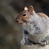 138288