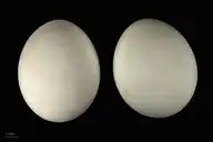 141259