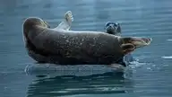 143082