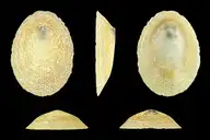145176