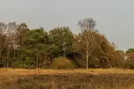 145958