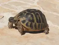 146207