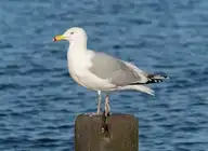 146317