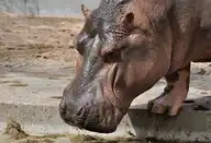147451