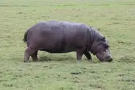 147457