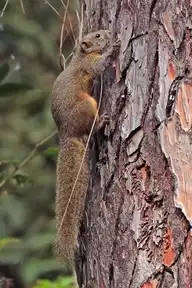 147767