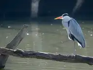 151493