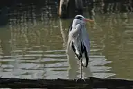 151494