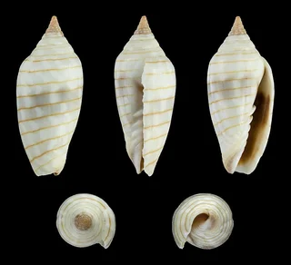 small