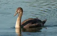 154196