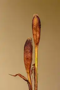 155848