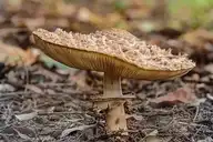 1560