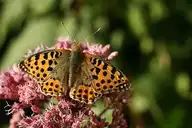 156526