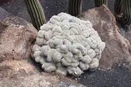 157666