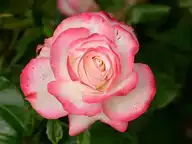 159132