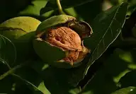 159320