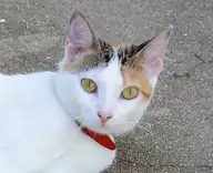 160278