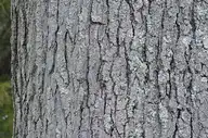 162883