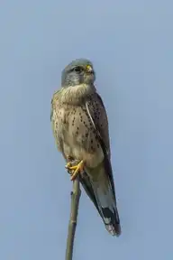 163035