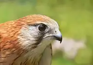 163038
