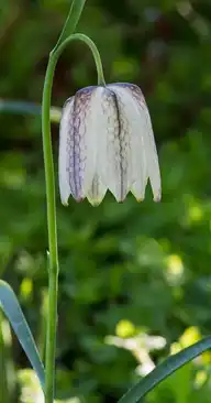 163517