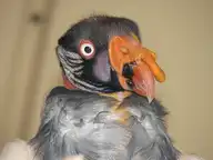 163691
