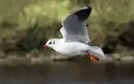 172287