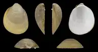172452