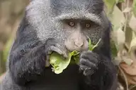 173199
