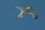 175032
