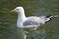 175033