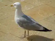 175038
