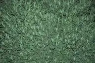 175520