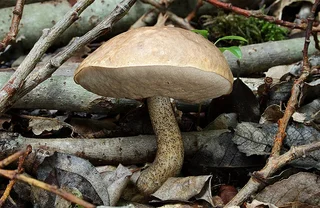 small