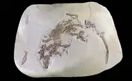 1819