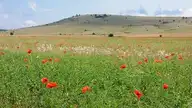 183926