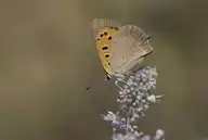 183972