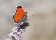 183981