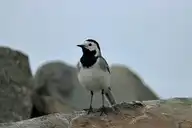 185429