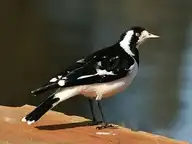 186404