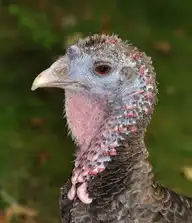 193240