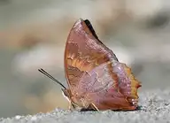 201631