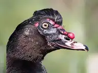 202602