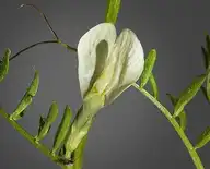 207